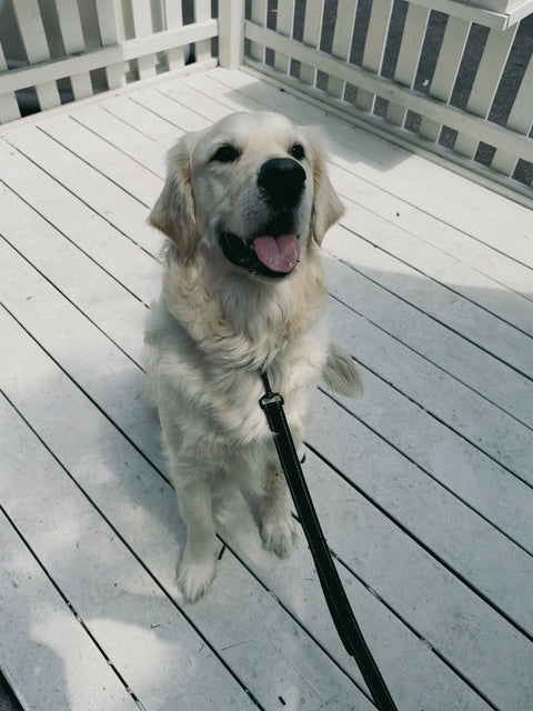 life unleashed blog - meet theo - dog shampoo