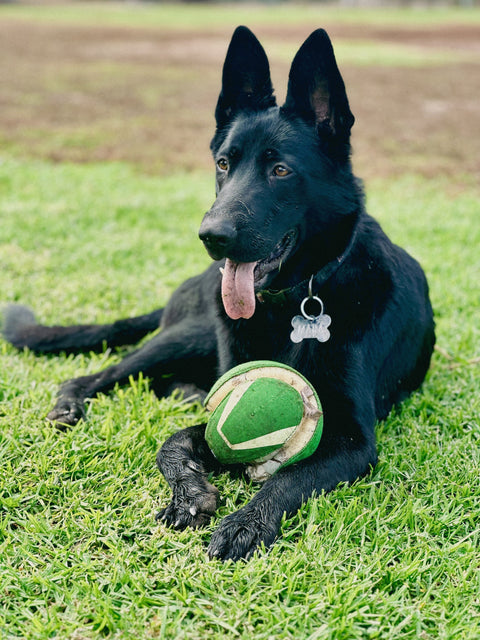 life unleashed blog - finding mara - gentle dog shampoo